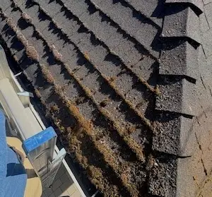 Heavy moss growth in the keyways of an asphalt shingle roof in Medford, Oregon