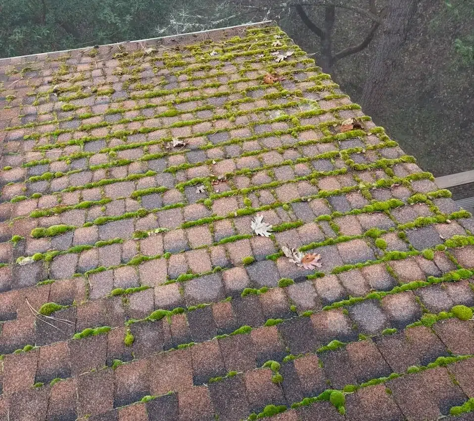 Asphalt shingle roof in Ashland, Oregon covered in heavy moss growth before treatment
