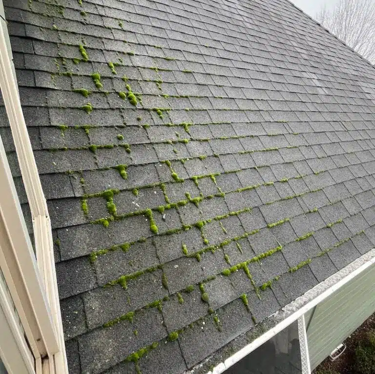 Moss growing along the shingle courses of a roof in Eagle Point, Oregon before treatment
